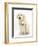 Golden Retriever Puppy, 16 Weeks, with Cream Shih-Tzu Puppy, 7 Weeks-Mark Taylor-Framed Photographic Print