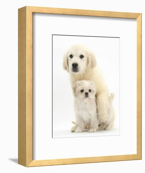 Golden Retriever Puppy, 16 Weeks, with Cream Shih-Tzu Puppy, 7 Weeks-Mark Taylor-Framed Photographic Print