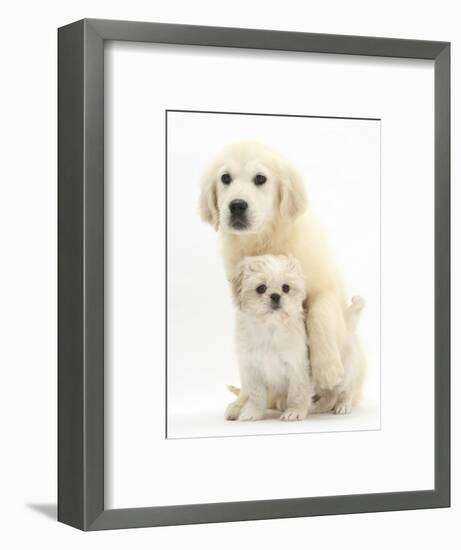 Golden Retriever Puppy, 16 Weeks, with Cream Shih-Tzu Puppy, 7 Weeks-Mark Taylor-Framed Photographic Print