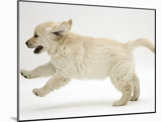 Golden Retriever Puppy, 9 Weeks Old, Running-Jane Burton-Mounted Photographic Print