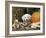 Golden Retriever Puppy (Canis Familiaris) Portrait with Pumpkin-Lynn M. Stone-Framed Photographic Print