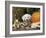 Golden Retriever Puppy (Canis Familiaris) Portrait with Pumpkin-Lynn M. Stone-Framed Photographic Print