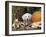 Golden Retriever Puppy (Canis Familiaris) Portrait with Pumpkin-Lynn M. Stone-Framed Photographic Print