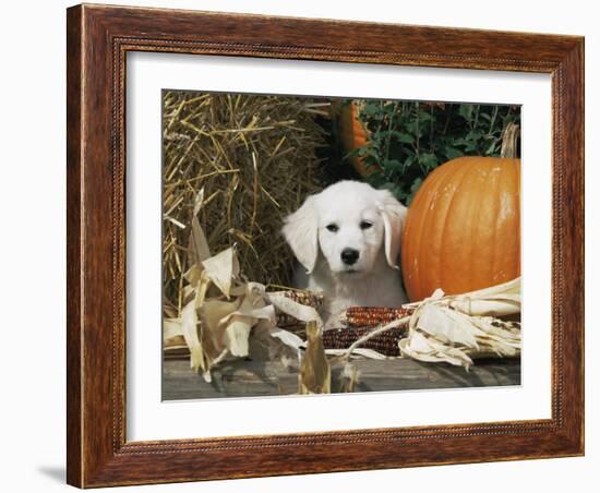 Golden Retriever Puppy (Canis Familiaris) Portrait with Pumpkin-Lynn M. Stone-Framed Photographic Print