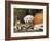 Golden Retriever Puppy (Canis Familiaris) Portrait with Pumpkin-Lynn M. Stone-Framed Photographic Print