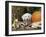 Golden Retriever Puppy (Canis Familiaris) Portrait with Pumpkin-Lynn M. Stone-Framed Photographic Print