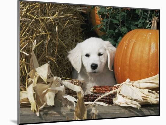 Golden Retriever Puppy (Canis Familiaris) Portrait with Pumpkin-Lynn M. Stone-Mounted Photographic Print