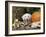 Golden Retriever Puppy (Canis Familiaris) Portrait with Pumpkin-Lynn M. Stone-Framed Photographic Print