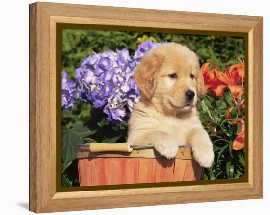 Golden Retriever Puppy in Bucket (Canis Familiaris) Illinois, USA-Lynn M. Stone-Framed Premier Image Canvas