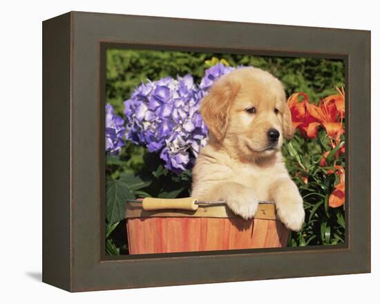 Golden Retriever Puppy in Bucket (Canis Familiaris) Illinois, USA-Lynn M. Stone-Framed Premier Image Canvas