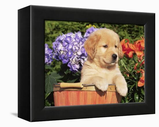 Golden Retriever Puppy in Bucket (Canis Familiaris) Illinois, USA-Lynn M. Stone-Framed Premier Image Canvas