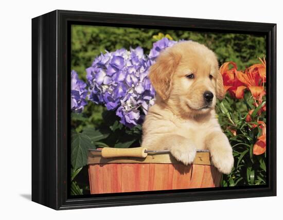 Golden Retriever Puppy in Bucket (Canis Familiaris) Illinois, USA-Lynn M. Stone-Framed Premier Image Canvas