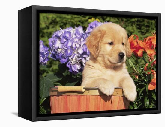 Golden Retriever Puppy in Bucket (Canis Familiaris) Illinois, USA-Lynn M. Stone-Framed Premier Image Canvas