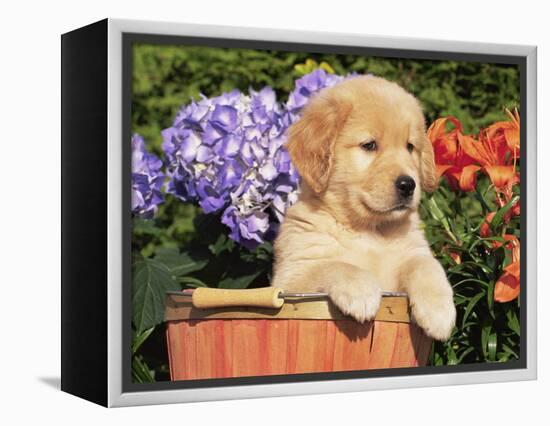 Golden Retriever Puppy in Bucket (Canis Familiaris) Illinois, USA-Lynn M. Stone-Framed Premier Image Canvas