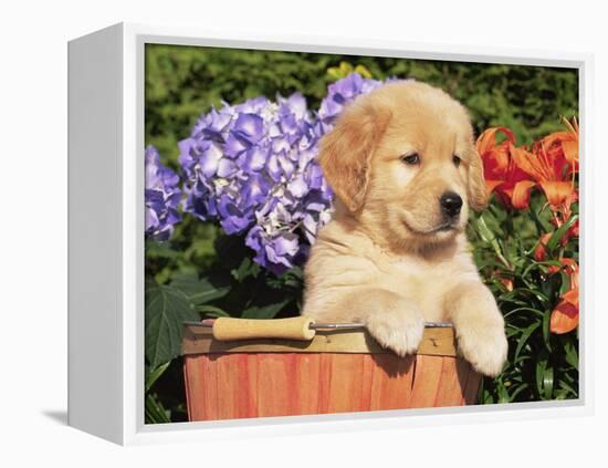 Golden Retriever Puppy in Bucket (Canis Familiaris) Illinois, USA-Lynn M. Stone-Framed Premier Image Canvas
