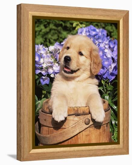 Golden Retriever Puppy in Bucket (Canis Familiaris) Illinois, USA-Lynn M^ Stone-Framed Premier Image Canvas