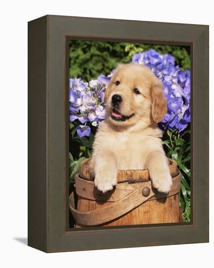 Golden Retriever Puppy in Bucket (Canis Familiaris) Illinois, USA-Lynn M^ Stone-Framed Premier Image Canvas