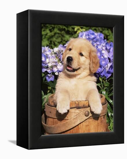 Golden Retriever Puppy in Bucket (Canis Familiaris) Illinois, USA-Lynn M^ Stone-Framed Premier Image Canvas