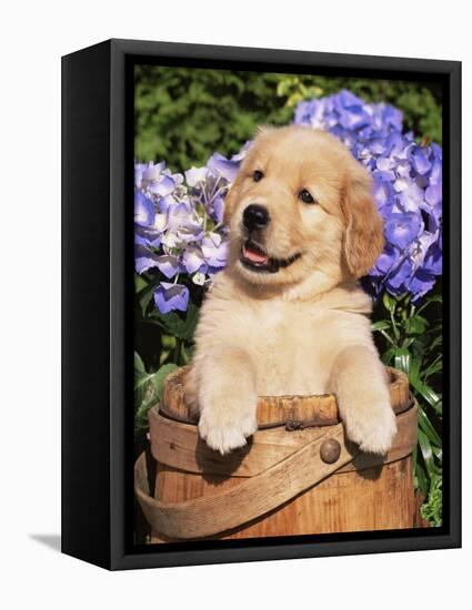 Golden Retriever Puppy in Bucket (Canis Familiaris) Illinois, USA-Lynn M^ Stone-Framed Premier Image Canvas
