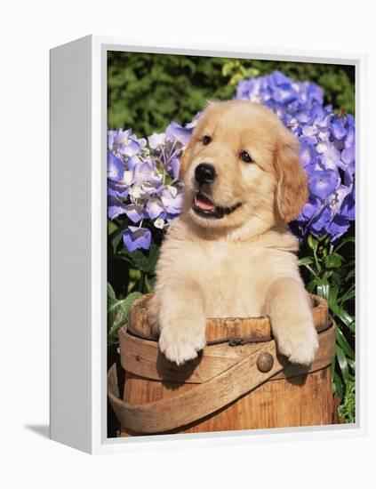 Golden Retriever Puppy in Bucket (Canis Familiaris) Illinois, USA-Lynn M^ Stone-Framed Premier Image Canvas