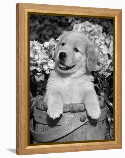 Golden Retriever Puppy in Bucket (Canis Familiaris) Illinois, USA-Lynn M. Stone-Framed Premier Image Canvas