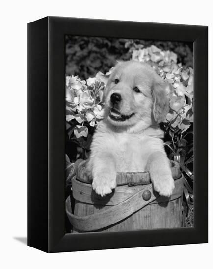 Golden Retriever Puppy in Bucket (Canis Familiaris) Illinois, USA-Lynn M. Stone-Framed Premier Image Canvas