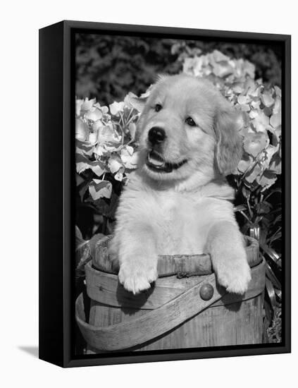 Golden Retriever Puppy in Bucket (Canis Familiaris) Illinois, USA-Lynn M. Stone-Framed Premier Image Canvas