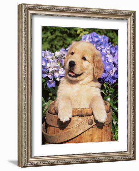 Golden Retriever Puppy in Bucket (Canis Familiaris) Illinois, USA-Lynn M^ Stone-Framed Photographic Print