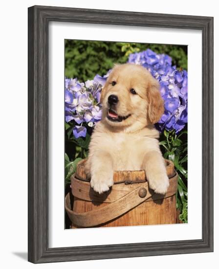 Golden Retriever Puppy in Bucket (Canis Familiaris) Illinois, USA-Lynn M^ Stone-Framed Photographic Print