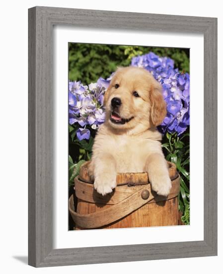 Golden Retriever Puppy in Bucket (Canis Familiaris) Illinois, USA-Lynn M^ Stone-Framed Photographic Print