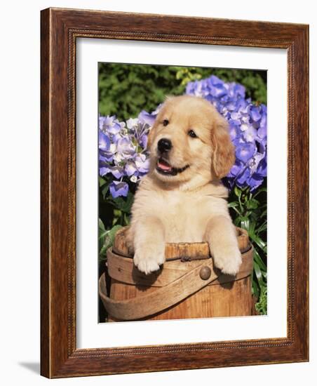 Golden Retriever Puppy in Bucket (Canis Familiaris) Illinois, USA-Lynn M^ Stone-Framed Photographic Print