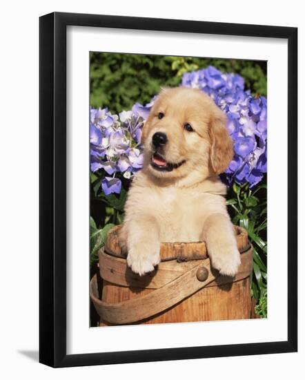 Golden Retriever Puppy in Bucket (Canis Familiaris) Illinois, USA-Lynn M^ Stone-Framed Photographic Print