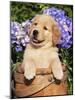 Golden Retriever Puppy in Bucket (Canis Familiaris) Illinois, USA-Lynn M^ Stone-Mounted Photographic Print