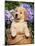 Golden Retriever Puppy in Bucket (Canis Familiaris) Illinois, USA-Lynn M^ Stone-Mounted Photographic Print