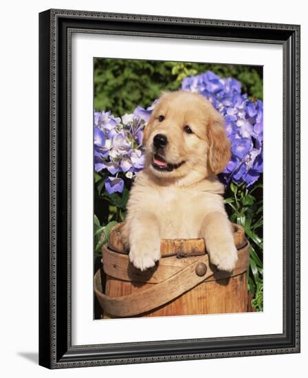 Golden Retriever Puppy in Bucket (Canis Familiaris) Illinois, USA-Lynn M^ Stone-Framed Photographic Print