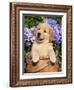 Golden Retriever Puppy in Bucket (Canis Familiaris) Illinois, USA-Lynn M^ Stone-Framed Photographic Print