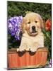 Golden Retriever Puppy in Bucket (Canis Familiaris) Illinois, USA-Lynn M. Stone-Mounted Photographic Print