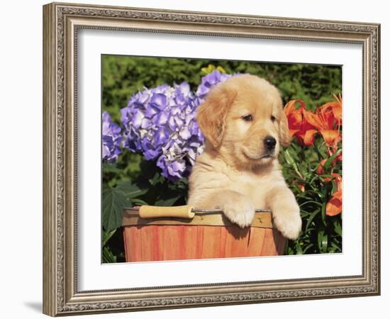 Golden Retriever Puppy in Bucket (Canis Familiaris) Illinois, USA-Lynn M. Stone-Framed Photographic Print