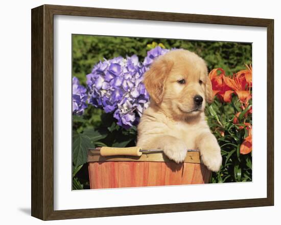 Golden Retriever Puppy in Bucket (Canis Familiaris) Illinois, USA-Lynn M. Stone-Framed Photographic Print