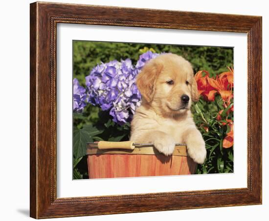 Golden Retriever Puppy in Bucket (Canis Familiaris) Illinois, USA-Lynn M. Stone-Framed Photographic Print