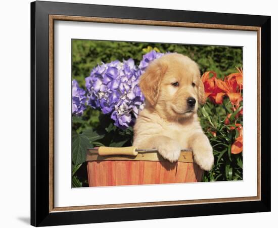 Golden Retriever Puppy in Bucket (Canis Familiaris) Illinois, USA-Lynn M. Stone-Framed Photographic Print