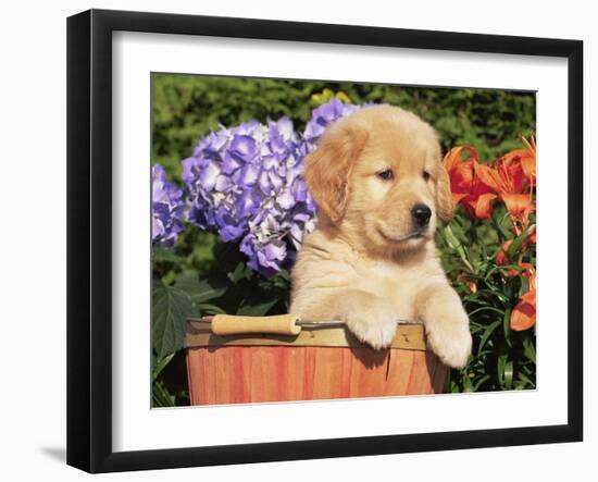 Golden Retriever Puppy in Bucket (Canis Familiaris) Illinois, USA-Lynn M. Stone-Framed Photographic Print