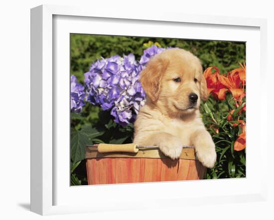 Golden Retriever Puppy in Bucket (Canis Familiaris) Illinois, USA-Lynn M. Stone-Framed Photographic Print