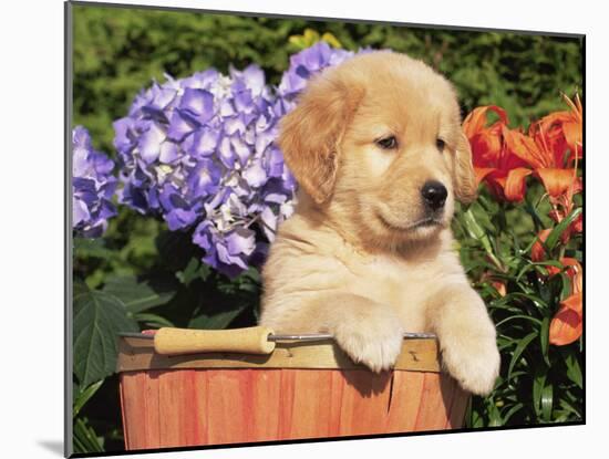 Golden Retriever Puppy in Bucket (Canis Familiaris) Illinois, USA-Lynn M. Stone-Mounted Photographic Print