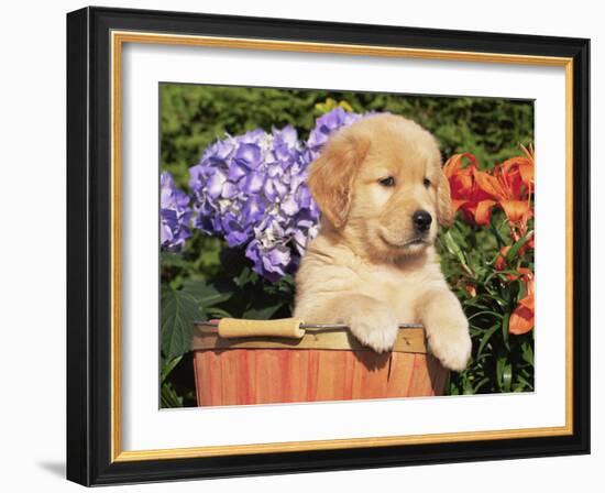 Golden Retriever Puppy in Bucket (Canis Familiaris) Illinois, USA-Lynn M. Stone-Framed Photographic Print