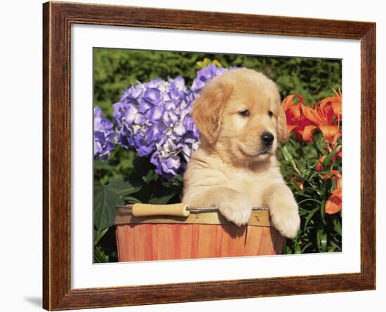 Golden Retriever Puppy in Bucket (Canis Familiaris) Illinois, USA-Lynn M. Stone-Framed Photographic Print