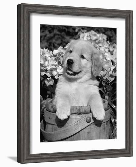 Golden Retriever Puppy in Bucket (Canis Familiaris) Illinois, USA-Lynn M. Stone-Framed Photographic Print