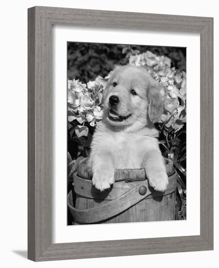 Golden Retriever Puppy in Bucket (Canis Familiaris) Illinois, USA-Lynn M. Stone-Framed Photographic Print