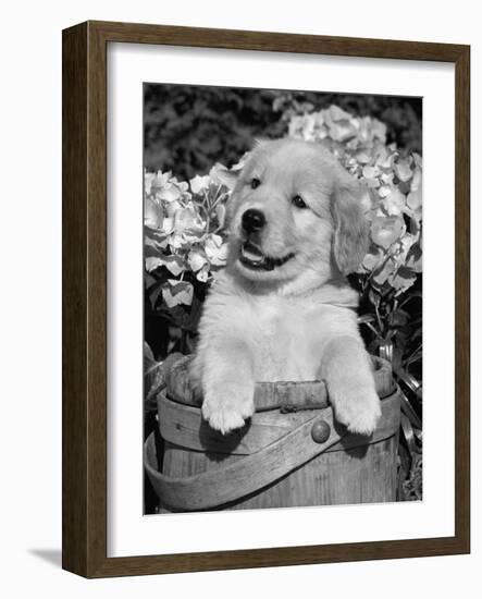 Golden Retriever Puppy in Bucket (Canis Familiaris) Illinois, USA-Lynn M. Stone-Framed Photographic Print