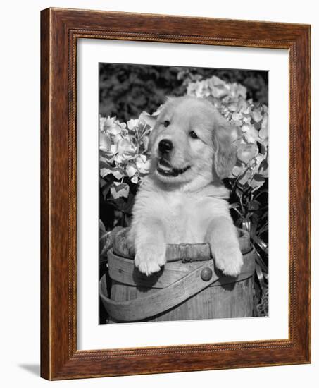 Golden Retriever Puppy in Bucket (Canis Familiaris) Illinois, USA-Lynn M. Stone-Framed Photographic Print